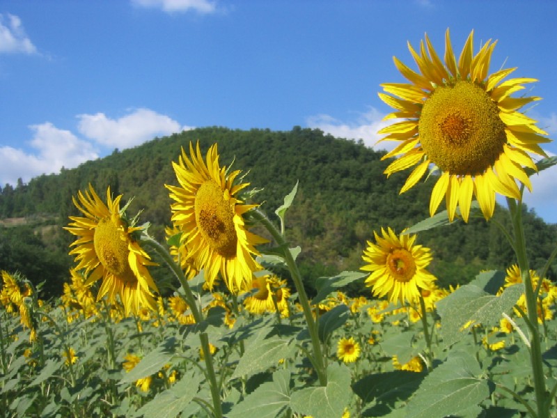 Helianthus annuus / Girasole comune